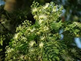 25 Albizia Odoratissima, Kali Siris, Black Siris, Ceylon Rosewood deciduous trees Seed.