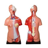 66FIT, Modellino anatomico Torso Umano, 23 pz, 45 cm