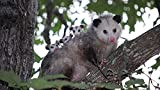 AMTTGOYY Puzzle 1000 Pezzi Adulti Bambino Puzzle Madre Opossum e 3 Opossum sull'albero Legno Interessante Sfida educativa Giocattoli Decorazioni per ...
