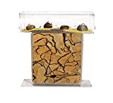 AntHouse - Formicaio Naturale di Sabbia - Kit T Acrilico 15x15x1,5 cm (Formiche Incluse con Regina)