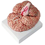 Assembly Educational Model Detachable Human Head Brain Anatomy Model Life Size Human Brain Anatomical Model Teaching Human Brain Anatomy Model ...