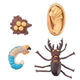 BESPORTBLE 1 Set Stag Beetle Animal Life Cycle Cycle Insetti Figure Giocattoli Animal Growth Biologico Modello Biologico Scienza Impunzione Educativa ...