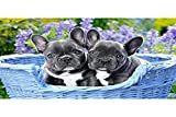 Castorland- French Bulldog Puppies,Puzzle 1000 Teile, Multicolore, 104246-2