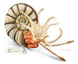 CollectA Pleuroceras Ammonite Figurine giocattolo da collezione