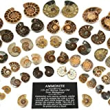 CrystalAge - Mini coppie di ammonite, 20-25 mm