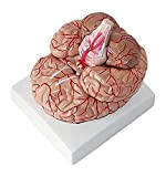 Detachable Human Head Brain Anatomy Model Life Size Human Brain Model for Study Display Teaching Medical Model (Size : 20x17x15cm) ...