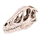 Dinosaur Skull Model - Resina Dinosaur Skull Model Simulato Animal Skeleton Home Office Decor Craft Insegnamento Prop