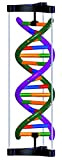 DNA - Kit doppio elica per studenti