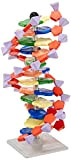 DNA Model - Advanced 12 Layer Molecular Building Kit