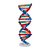 DNA Model Kit, migliora la creatività DNA umano Modello giocattolo in PVC per bambini per uso scolastico