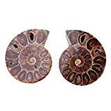 FossiliSpecimen - Fossili Shell Specimen 2Pcs Ammonite FossilsSpecimen Shell Madagascar Natural Stones And Minerals(4cm/1.57inch)
