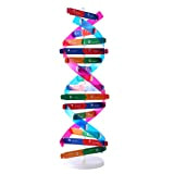 Foxom il corpo umano, Human Genes DNA Double helix modellino componenti biologie esperimento strumento educativo modello Teaching per bambini, J24XG9PJ11245L6WC21