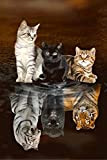 GAGALAM Puzzle per Adulti 1000 Pezzi Tigre di Riflessione di 3 Gatti.Incontro di Puzzle per Adulti