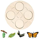 Hausdec New Butterfly Life Cycle Board Set Stages Bambini Strumenti didattici Ciclo di crescita Animali Giocattolo educativo