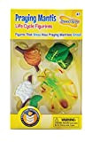 Insect Lore Praying Mantis Life Cycle Stages by Insect Lore