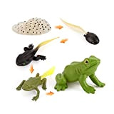 Kit di giocattoli per il ciclo di vita degli animali, set di ciclo di vita della rana, strumento educativo, set ...