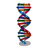 KIT KIDS DNA Model Kit, DOUPLE SPIRAL DNA Modello Scienza Modello educativo Componenti Teaching Strument Toy
