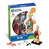 Learning Resources LER3336 - Modello anatomico di corpo umano, Multicolore, Età 8-12 anni