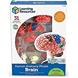 Learning Resources Resources-LER3335 Modello anatomico di Cervello Umano, Colore White, OSFA, LER3335