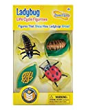 Life Cycle Stages -Ladybug