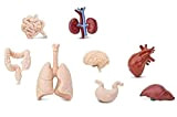 Miniblings 7X Set organi Uomo Medicina Anatomia Medico Cuore reni Cervello ai polmoni