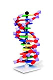 Modello a doppia elica di DNA, 12 segmenti, kit miniDNA