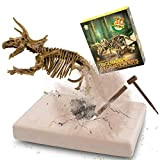MUSCCCM Kit di scavi per Dinosauri Triceratopo, Kit di scavo fossili di Scheletro Dino Modello di Dinosauro Realistico Giocattoli educativi ...