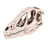 Niunion - Modello di teschio con dinosauro, in resina altamente emulata, modello di teschio di dinosauro simulato animale Decor artigianato ...