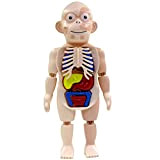 POPETPOP 1 Set di Modello del Corpo Umano Organi del Corpo Umano Modello di Anatomia Umana Modello di Visualizzazione Giocattolo ...