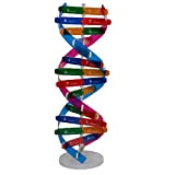 Ruluti Kit Modello Dna Kit Doppio Helix Genes Models Dna Models Biologico Scienza Biologica Popolarizzazione Aiuti Didattici per Il Dna ...