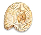 Serafino - Ammonite fossile del Madagasca genuina di 150 milioni di anni