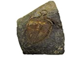 shootingtoy Il vero fossile di trilobite viene dall"Hunan occidentale della Cina 450 Milioni di anni fa
