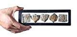 shootingtoy - Set di 5 rocce fossili di Arthropod, vero trilobite, 450 milioni di anni fa, per collezioni e istruzione
