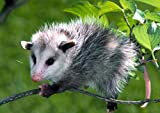 Simpatico Animale Opossum Puzzle 1000 Pezzi Per Adulti Puzzle Giochi Educativi Puzzle Per La Decorazione Della Casa