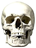 Star Cutouts Ltd-Maschera di busta Skull Face Mask