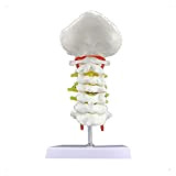 Teaching Model Cervical Spine Model Anatomy Model Cervical Vertebra Spinal Nerves Model Life Size Cervical Spine (Size : 20x15x8cm) Anatomy ...