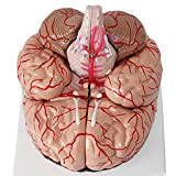 Teaching Model Human Brain Anatomical Model - Detachable Human Head Brain Anatomy Model Life Size Medical Teaching Human Brain Anatomy ...