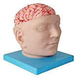 Teaching Model Human Brain Anatomy Model Brain Anatomical Model Detachable with Digital Logo Medical TeachingTool (Size : 19x17x20cm) Anatomy Biology ...