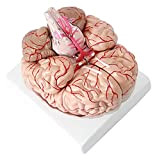 Teaching Model Human Brain Anatomy Model Cerebral Artery Model Detachable Life Size Medical Teaching Learning Tool Anatomy Biology