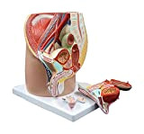 Teaching Model Sagittal Reproductive System Model Human Organ Anatomy Model Genital Model Life Size Male Genital Model (Size : 27x22x26cm) ...