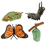 TOYANDONA 1 Set di Insetto Figurine Ciclo di Vita di Farfalla per Bambini Prima Educazione Figure di Animali Biologia Scienza ...