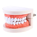 TOYANDONA Modello di Denti Standard Modello di Dentiera Dimostrativa di Tipo Standard per Adulti per Bambini Materiale Didattico Dentale Display ...