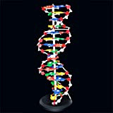 UIGJIOG Dna insegnamento Modelli Biologia Attrezzature Aiuto sussidi didattici Biologia assemblaggio Modello Modello di Dna Human Gene 21cm
