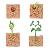 VENNSDIYU 1 Set Seed Life Cycle Model Plant Toys Bambini Squisita Giocazione educativa Plaything Stage Stage Models Seeds Toy for