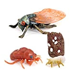 vreplrse 1 set Cicada Life Cycle Toy Home School Interessante Stage di crescita Giocattoli Modello di simulazione Giocattolo per l'istruzione ...
