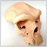 WEHOLY Modello educativo Rhodesian Skull Ancient Human Skull Model Human Halloween Skeleton Movie Prop Decoration Historical Medical Teaching Model Anatomical ...